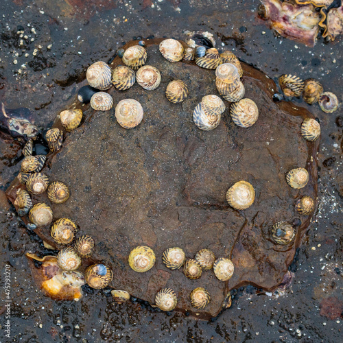 Turban shells around a rock, Mollymook Beach, NSW, December 2021 photo