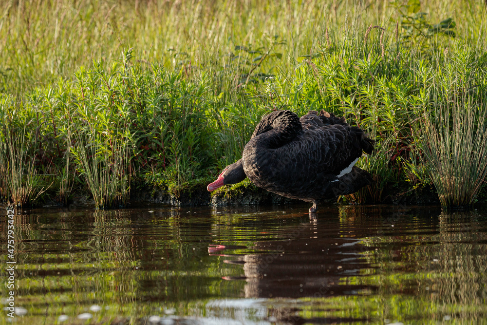 Black Swan preening, Lake Burley Griffin, ACT, October 2021