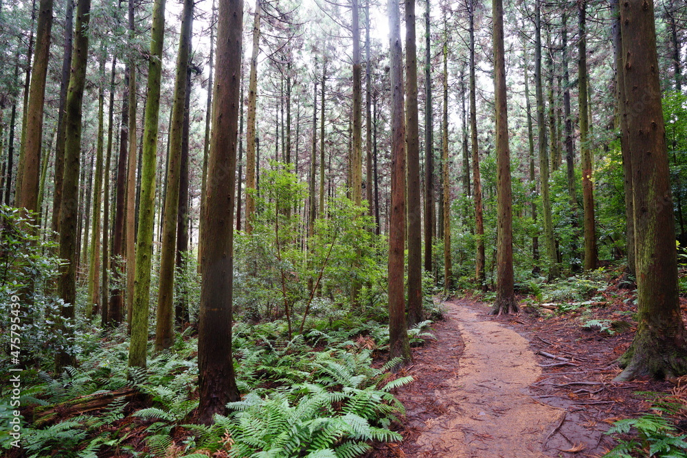 Fototapeta premium cedars and fern in autumn forest