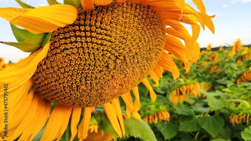 field of sunflowers