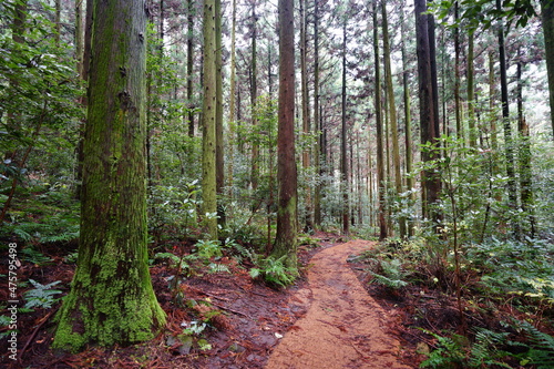 a fine path through cedar forest © SooHyun