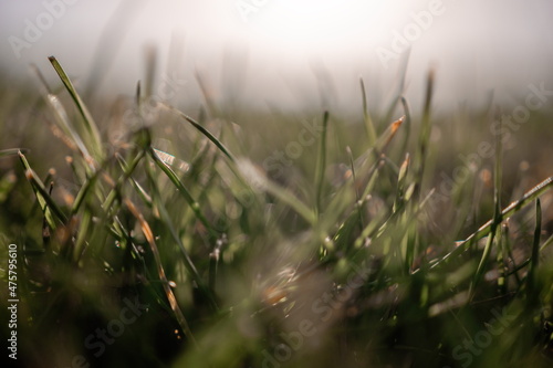 Close up of the green grass lawn with sun beam, soft focus, copy space.