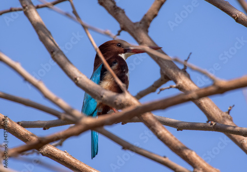 Closeup shot of a Red-billed alcyone on the tree branch