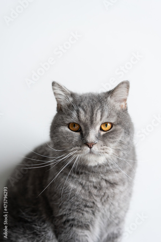 cat on a white background © Sirachuch