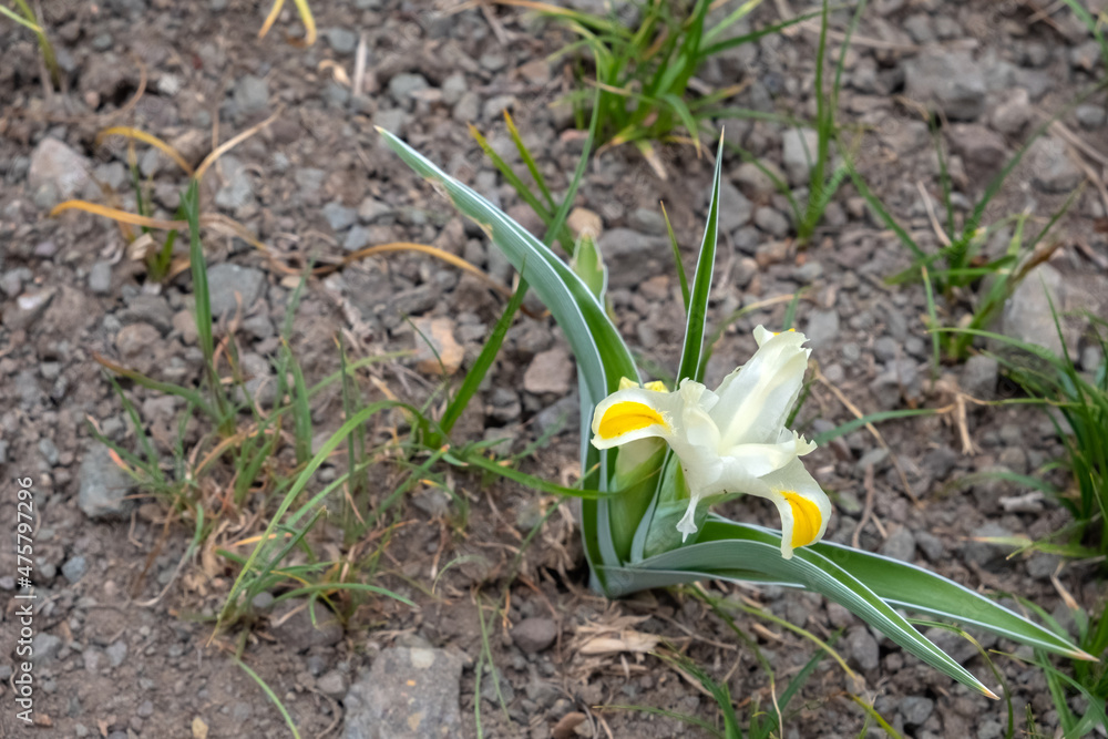 Obraz premium Blooming white iris in spring mountains with cloudy sky and mountains range covered with smow background. Spring season in the mountains. Sayram-Ugam National Park. Tourism, travel in Kazakhstan.