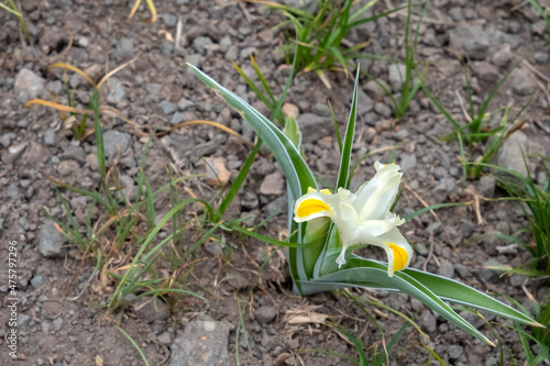 Blooming white iris in spring mountains with cloudy sky and mountains range covered with smow background. Spring season in the mountains. Sayram-Ugam National Park. Tourism  travel in Kazakhstan.