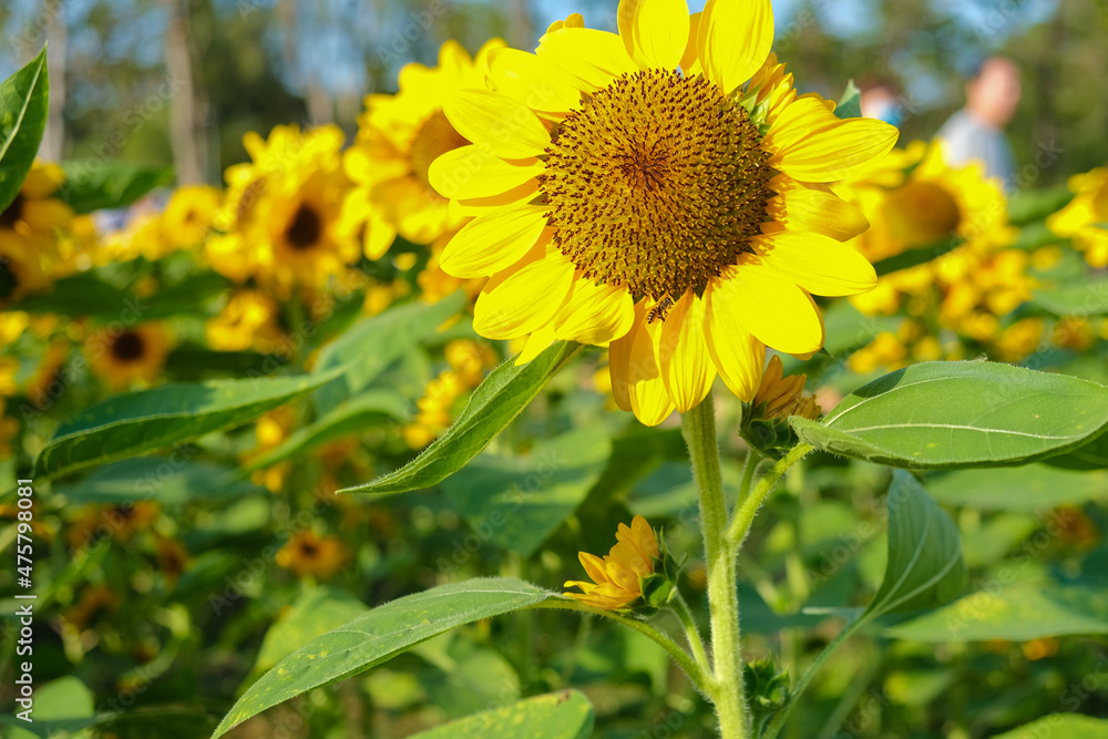 Big yellow sunfloswer in outdoor garden park sunrise Big yellow sunfloswer in outdoor garden park sunrise