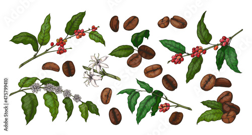 Engraved colored coffee. Hand drawn plant with green leaves and red beans. Sketch of tree branch and flowers. Organic botanical collection. Vector morning caffeine drink elements set