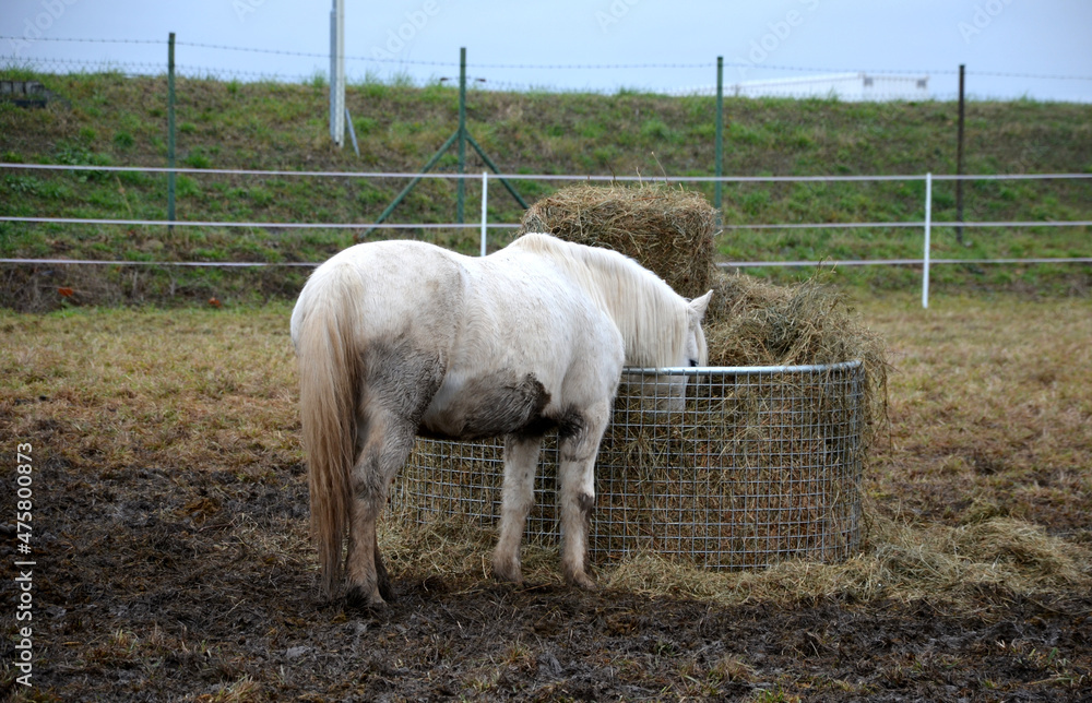 Feeding horses with hay. grazing in winter. The hay is in a mesh net ...