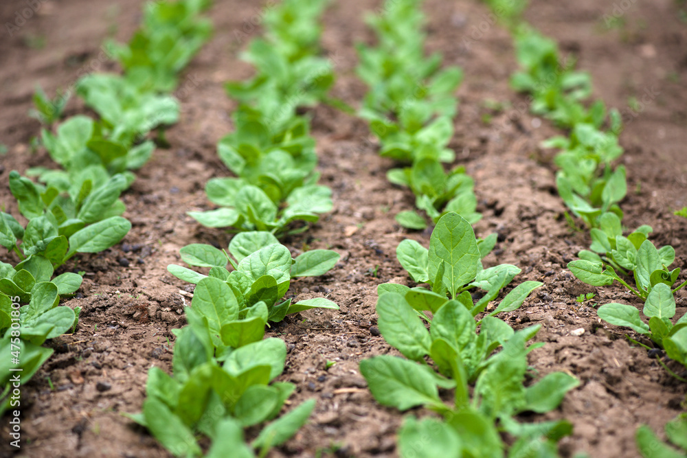 fresh spinach in an early spring garden - selective focus fresh spinach in an early spring garden - selective focus