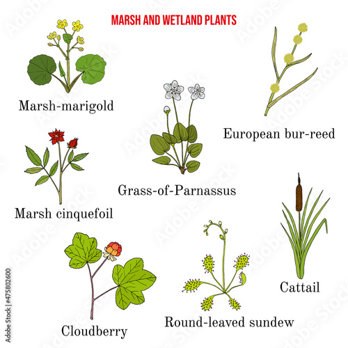 Marsh and wetland plants collection