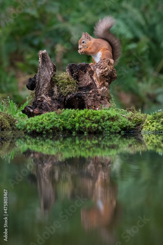 A view of a red squirrel as it climbs up an old tree stump by a pool. Its reflection is in the still water