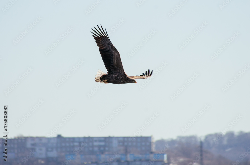 Naklejka premium bird