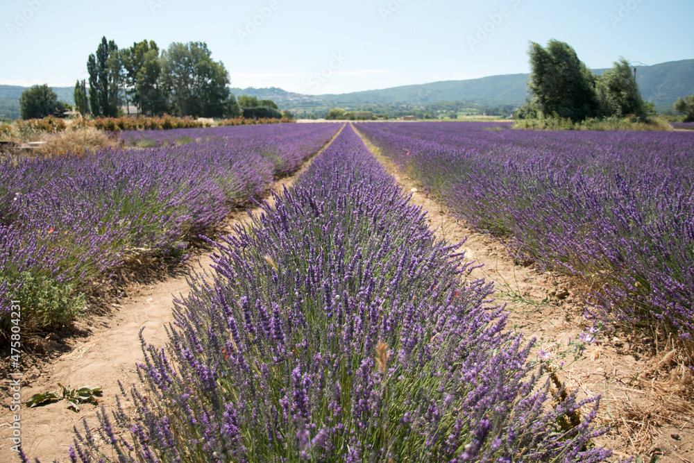 Naklejka premium Rows of Lavender in a Field in Provence, France