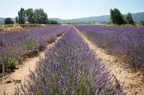 Rows of Lavender in a Field in Provence, France