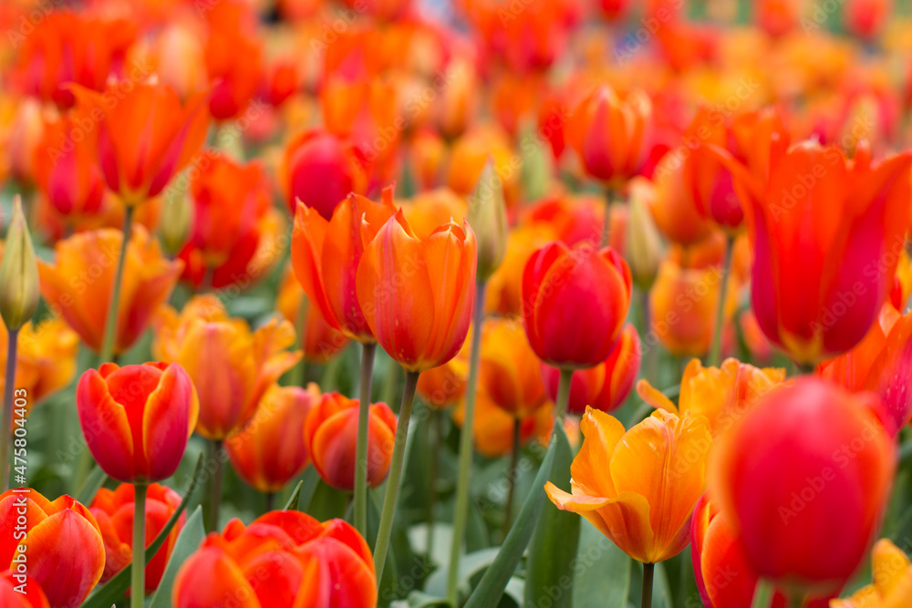 Field of red and orange tulips on a spring day