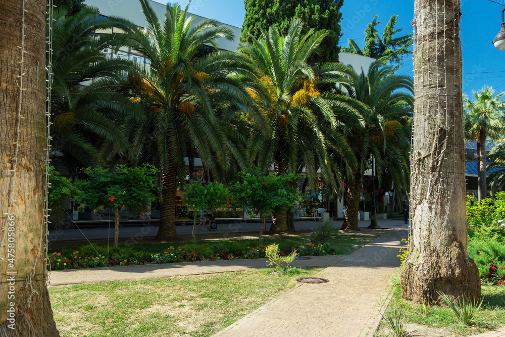 Subtropical vegetation in the center of Sochi. Subtropical vegetation in the center of Sochi.
