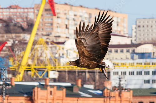 Foto bird