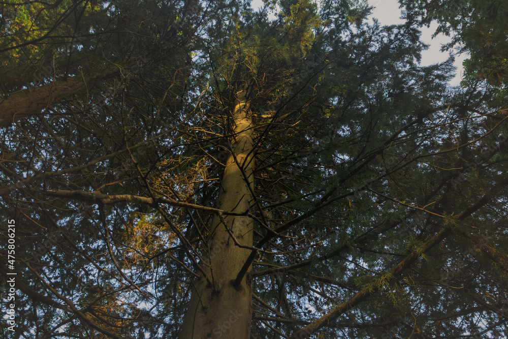 Fototapeta premium An old pine forest in the mountains.