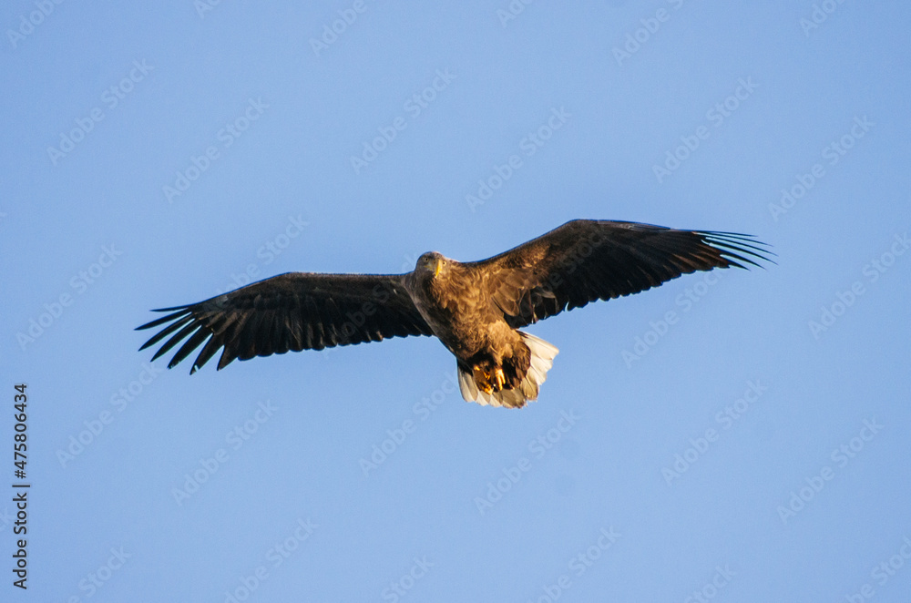 Fototapeta premium bird