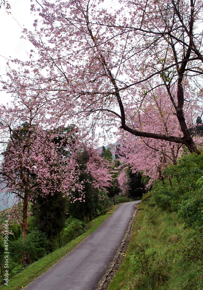 Cherry fully blossom at Temi Tarku in South Sikkim, looks mesmerizing. Cherry is sign of cold, so it brings winter here in the state. Cherry fully blossom at Temi Tarku in South Sikkim, looks mesmerizing. Cherry is sign of cold, so it brings winter here in the state.