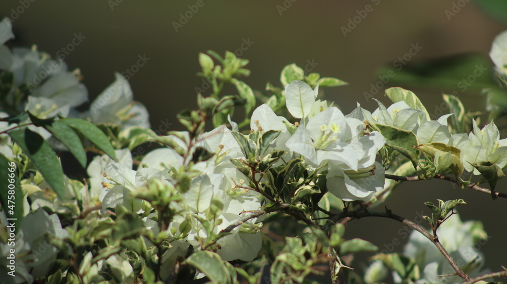 Bougainvillea flower plant in the home garden Bougainvillea flower plant in the home garden