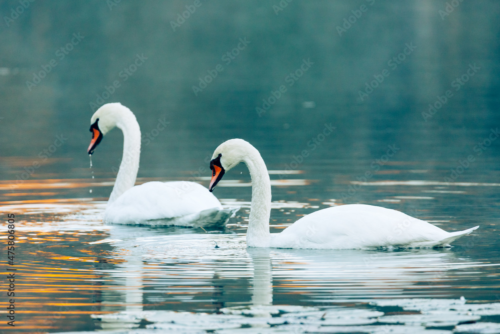 Fototapeta premium Swans in the misty lake