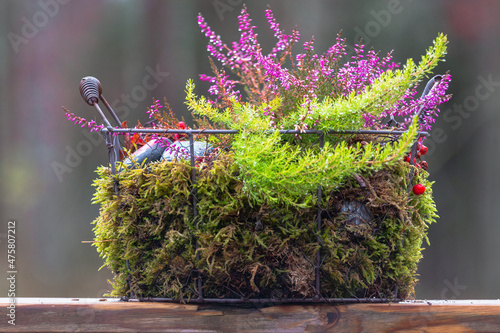 Focus shot of a wire basket planted with various autumn plants