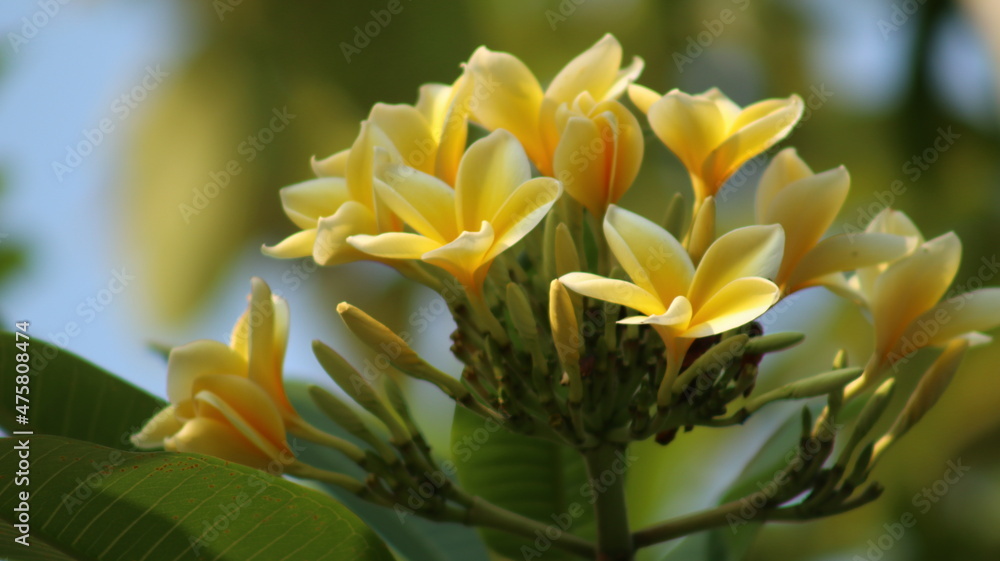Frangipani flower fleuressence in the garden Frangipani flower fleuressence in the garden