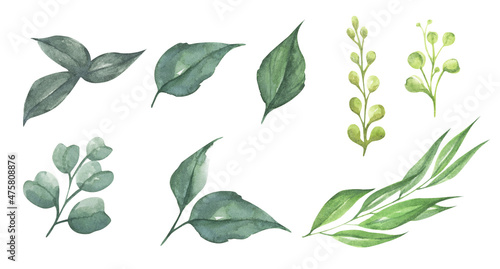 Set watercolor design elements of green leaves. Botanic illustration isolated on white background.