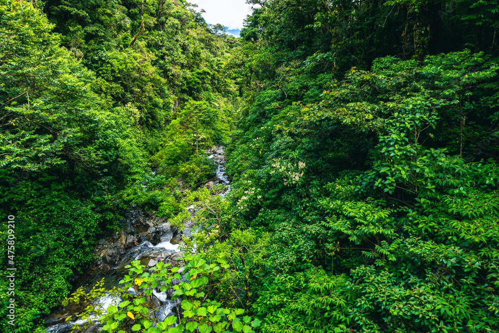 Trail in Cloudforest in Costa Rica. Tropical Rainforest. Trail in Cloudforest in Costa Rica. Tropical Rainforest.
