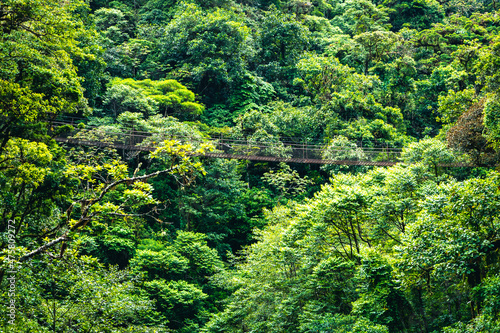 Trail in Cloudforest in Costa Rica. Tropical Rainforest. © Curioso.Photography
