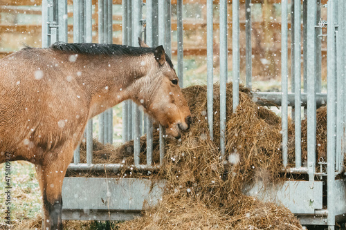 Horse on a farm eating fourrage / grass in winter to keep his stomach full at a metal hay bale feeder (feeding station) photo
