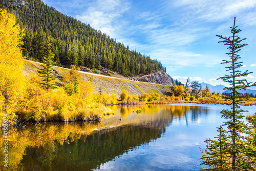 Green coniferous forests