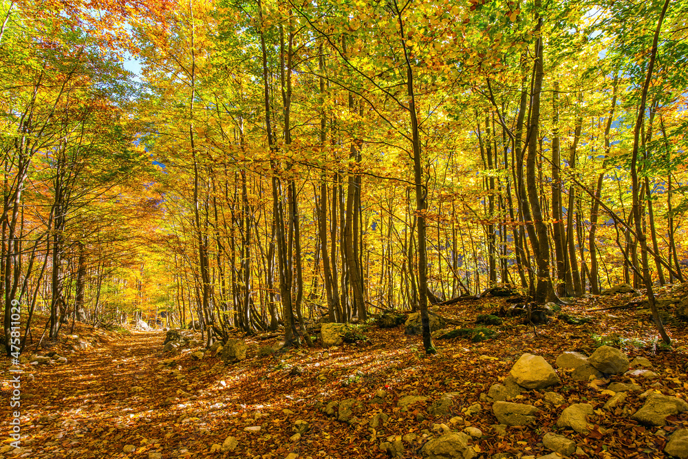 Obraz premium Path in the forest