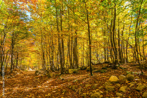 Path in the forest