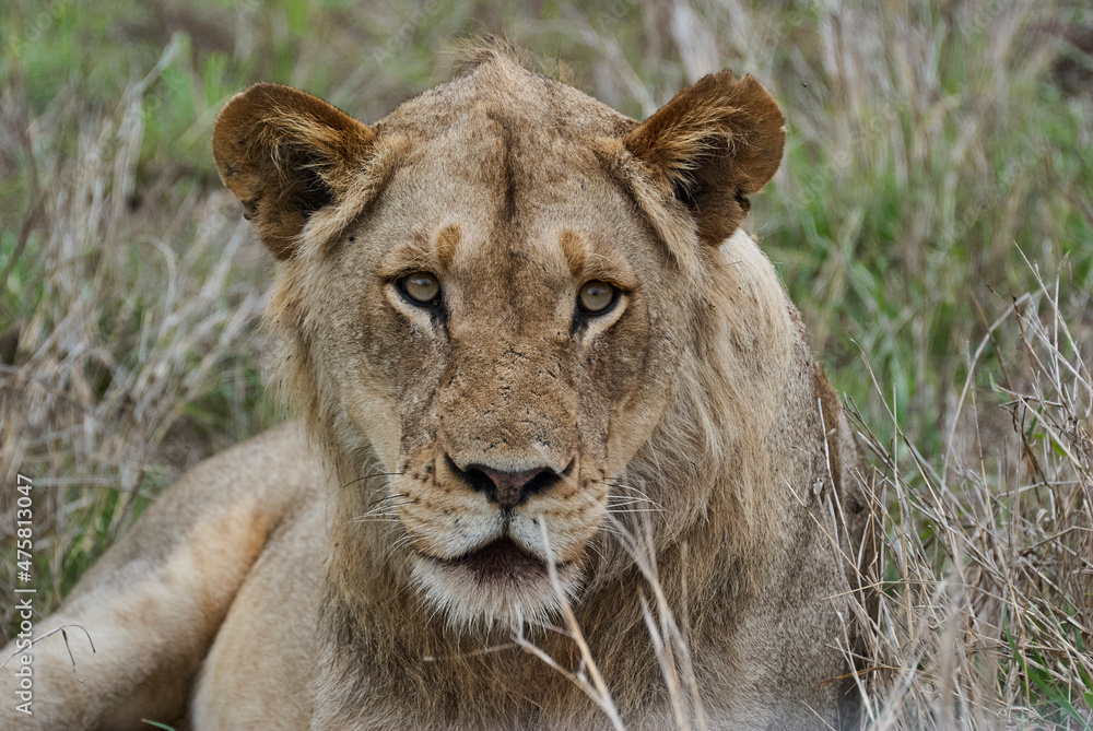 Young male African Lion lying in the high grass of the Savanna Young male African Lion lying in the high grass of the Savanna