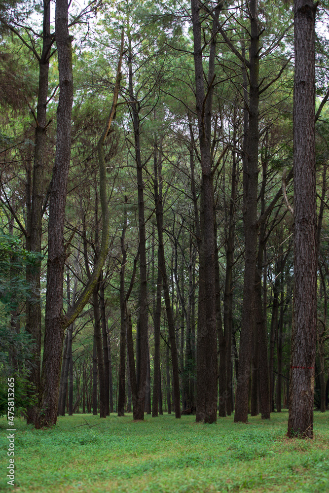 Fototapeta premium trees in the woods