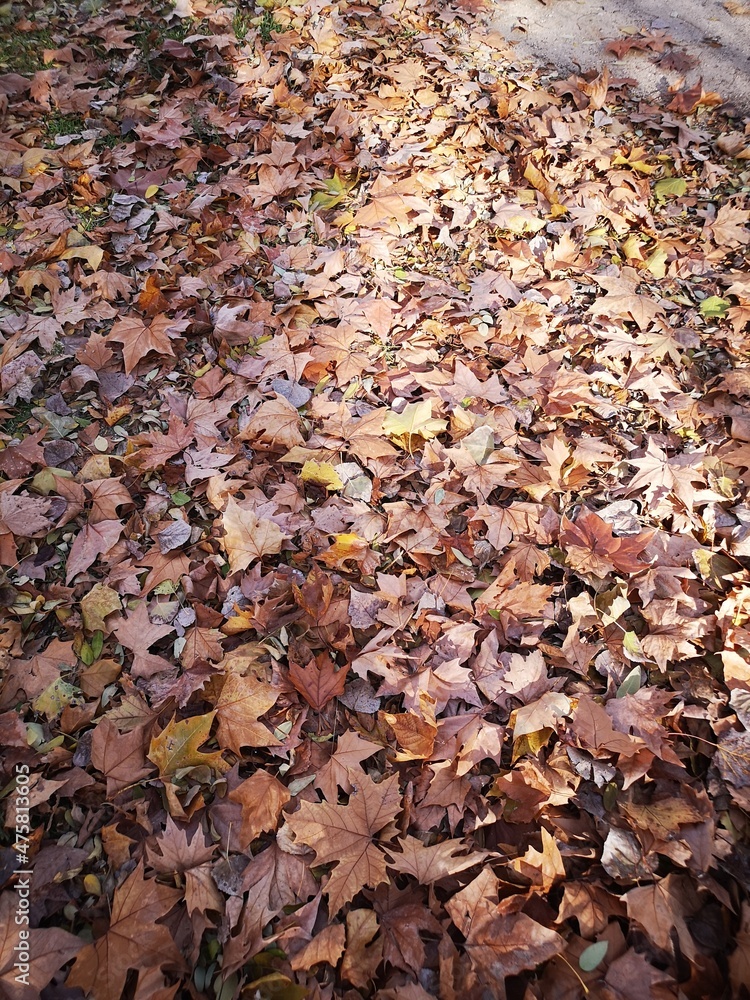 autumn leaves on the ground in the park