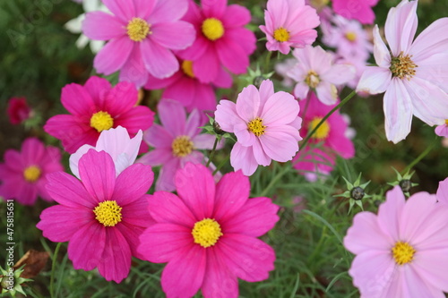 pink cosmos flowers