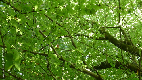 Tree branches in the forest