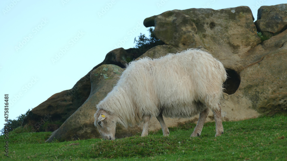 Fototapeta premium Sheep grazing on a mountaintop