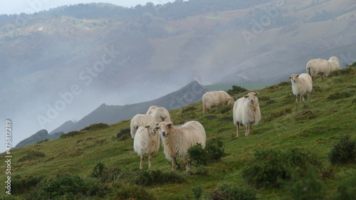 Flock of sheep grazing on a mountain top