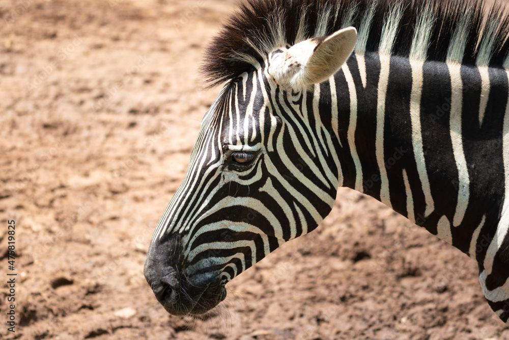 A zebra horse (side head) with arid land environment background. Animal wildlife portrait photo, close-up and selective eye focus. A zebra horse (side head) with arid land environment background. Animal wildlife portrait photo, close-up and selective eye focus.