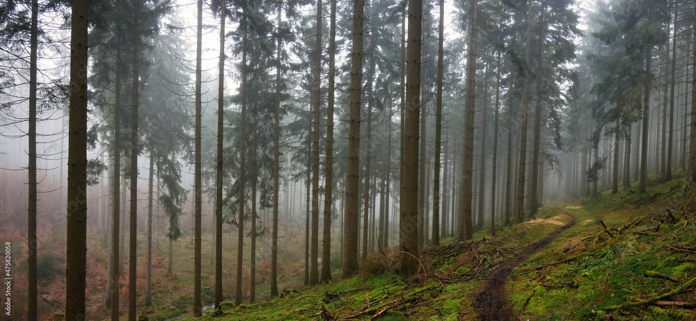 Obraz premium Panorama eines Fichtenwalds im Taunus, der vom Waldsterben noch unberührt ist und wunderbar düster und nebelig daherkommt