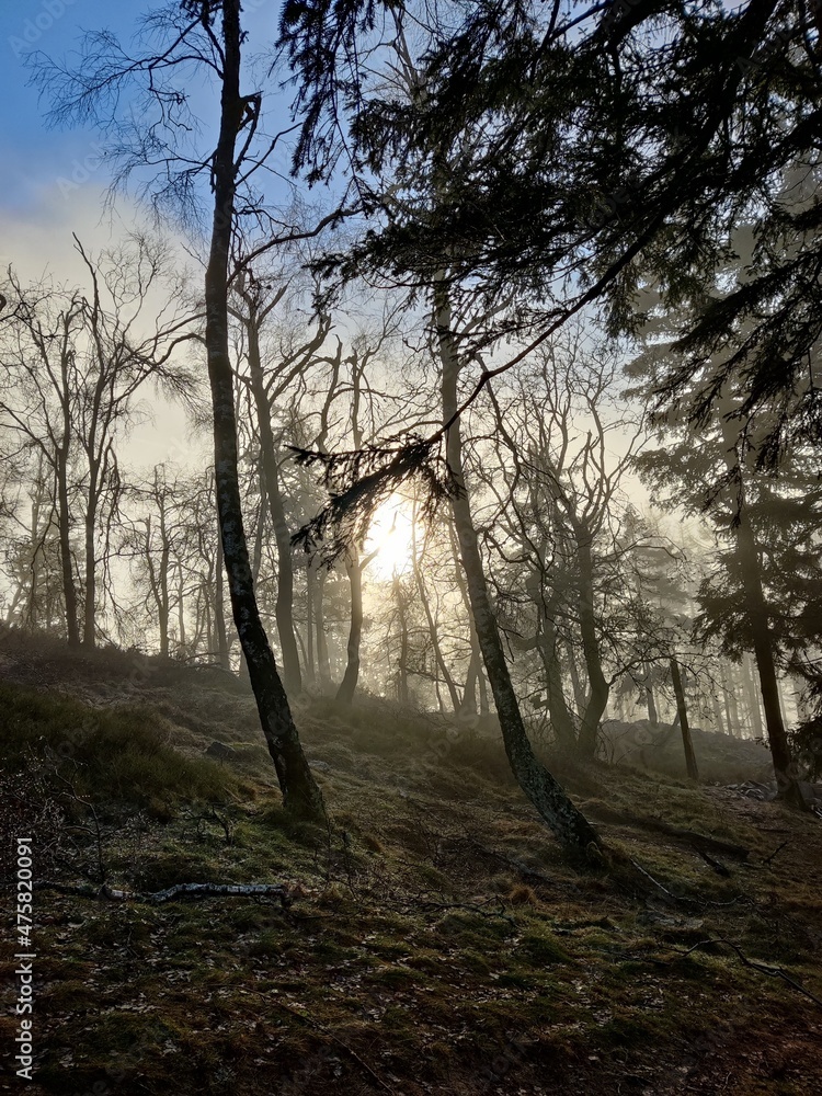 Melancholische Stimmung an der keltischen Weißen Mauer im Taunus mit Sonne, Nebel und blauem Himmel im Spätherbst Melancholische Stimmung an der keltischen Weißen Mauer im Taunus mit Sonne, Nebel und blauem Himmel im Spätherbst