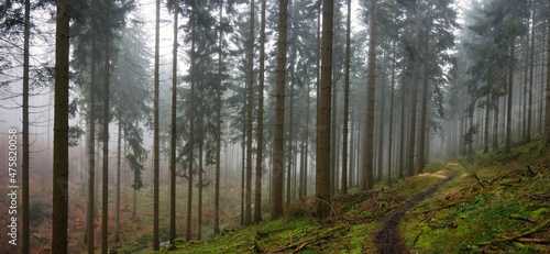 Panorama eines Fichtenwalds im Taunus  der vom Waldsterben noch unber  hrt ist und wunderbar d  ster und nebelig daherkommt