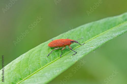A weevil perched on a green leaf © hanmaomin