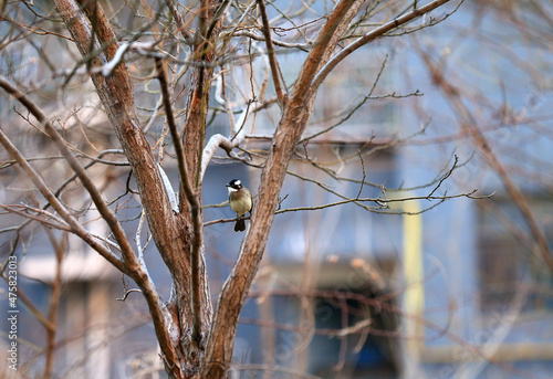 Chinese bulbul bird，Stay on the branches