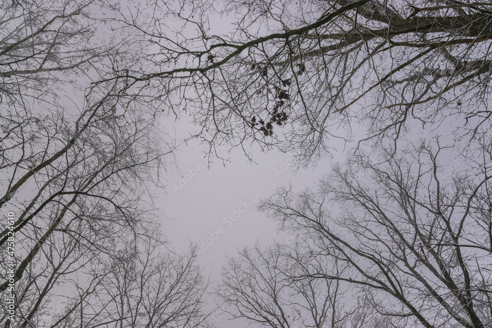 trees and sky (Brandenburg, Germany) trees and sky (Brandenburg, Germany)